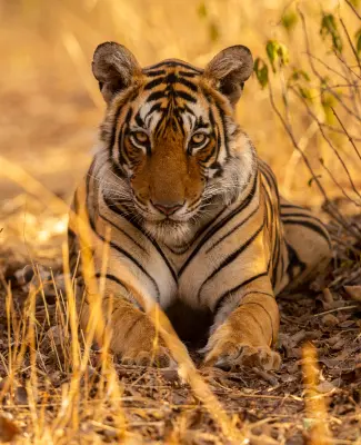 Animal